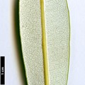 SpeciesSub: subsp. compar